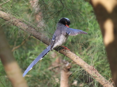 Urocissa erythroryncha