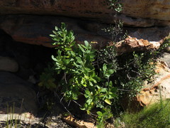 Olea capensis capensis