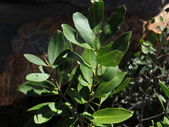 Olea capensis capensis