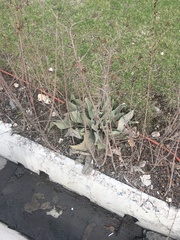Verbascum songaricum