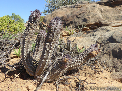 Richtersveldia columnaris