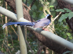 Urocissa erythroryncha