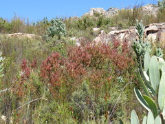 Leucadendron glaberrimum erubescens