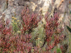 Leucadendron glaberrimum erubescens