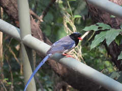 Urocissa erythroryncha