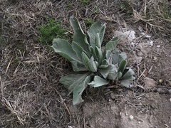 Verbascum songaricum