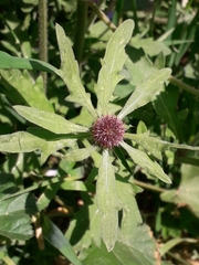Centaurea aspera