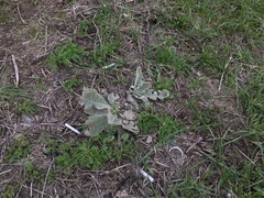 Verbascum songaricum