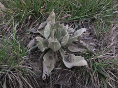 Verbascum songaricum