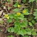 Smooth Yellow Violet - Photo (c) jim_keesling, some rights reserved (CC BY-NC), uploaded by jim_keesling