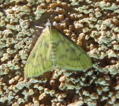 Psara obscuralis