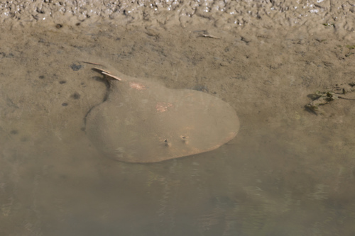 Common crampfish (Torpedo marmorata) — Torpedinidae — 3