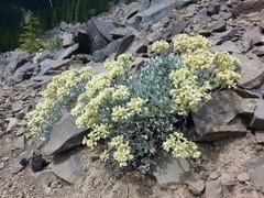 Eriogonum androsaceum