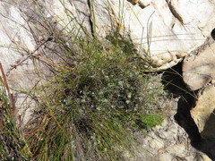 Centella villosa