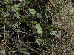 Centella villosa