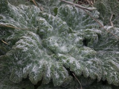 Salvia aethiopis