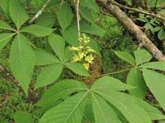 Aesculus glabra glabra