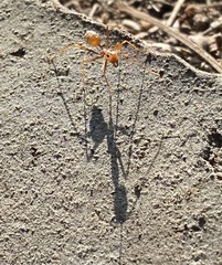 Oecophylla smaragdina