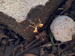 Oecophylla smaragdina