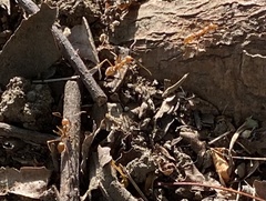 Oecophylla smaragdina