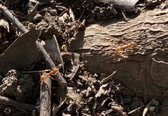 Oecophylla smaragdina