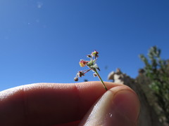 Centella villosa