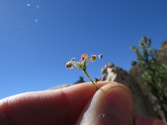 Centella villosa