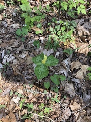 Trillium luteum