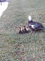 Cairina moschata domestica