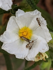 Micropterix imperfectella