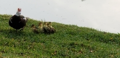 Cairina moschata domestica