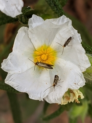 Micropterix imperfectella