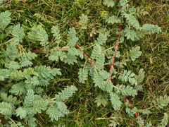 Acaena magellanica