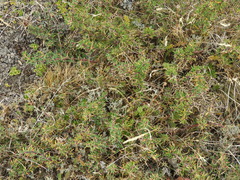 Berberis empetrifolia