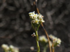 Lachnaea elsieae