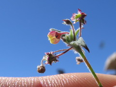 Centella villosa