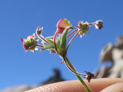 Centella villosa
