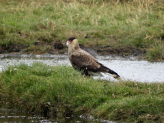 Caracara plancus