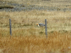 Theristicus melanopis