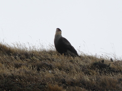 Caracara plancus