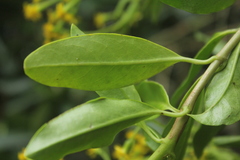 Pentacalia huilensis