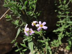 Chaenostoma hispidum