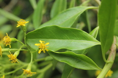 Pentacalia huilensis