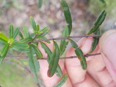 Bursaria spinosa