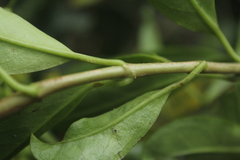 Pentacalia huilensis
