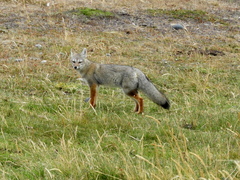 Lycalopex griseus