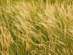 Poaceae