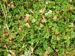 Trifolium repens