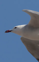 Ichthyaetus audouinii