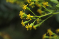 Pentacalia huilensis